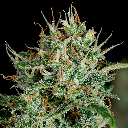 Weed Categories Flower